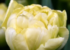 Tulipa Avant Garde ® (4)